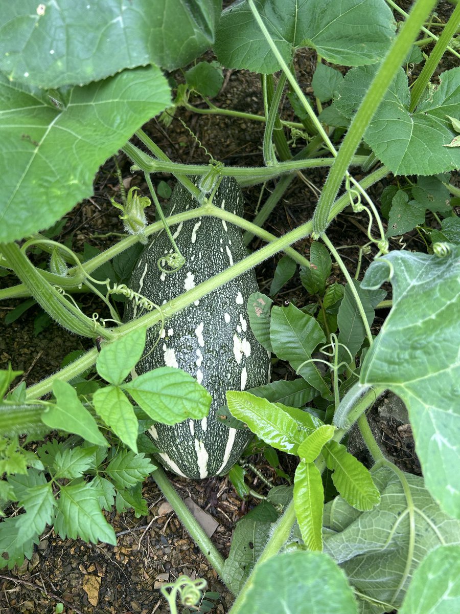 kawabog's tweet photo. 在老家陪伴父亲，每天都有采摘即食的新鲜蔬菜 https://t.co/I0jboyBKNM