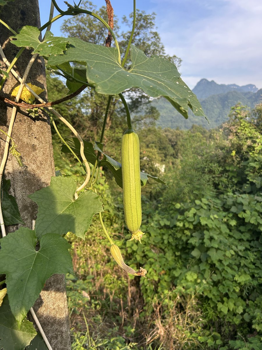 kawabog's tweet photo. 在老家陪伴父亲，每天都有采摘即食的新鲜蔬菜 https://t.co/I0jboyBKNM