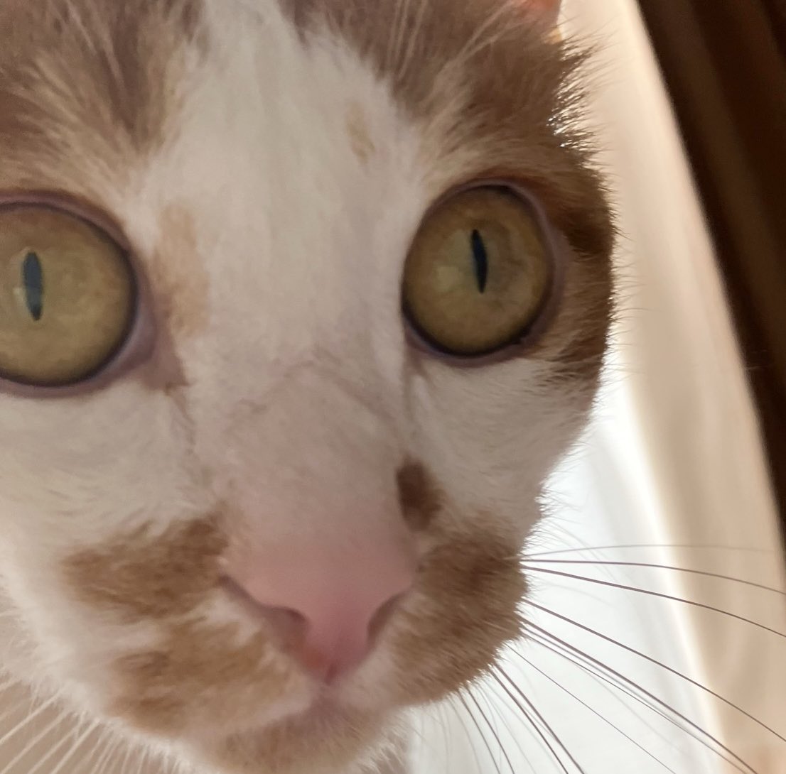 goemon0430's tweet photo. どこ見てんの #土アップ祭 

#猫好きさんと繋がりたい https://t.co/5lP4gevt2Y