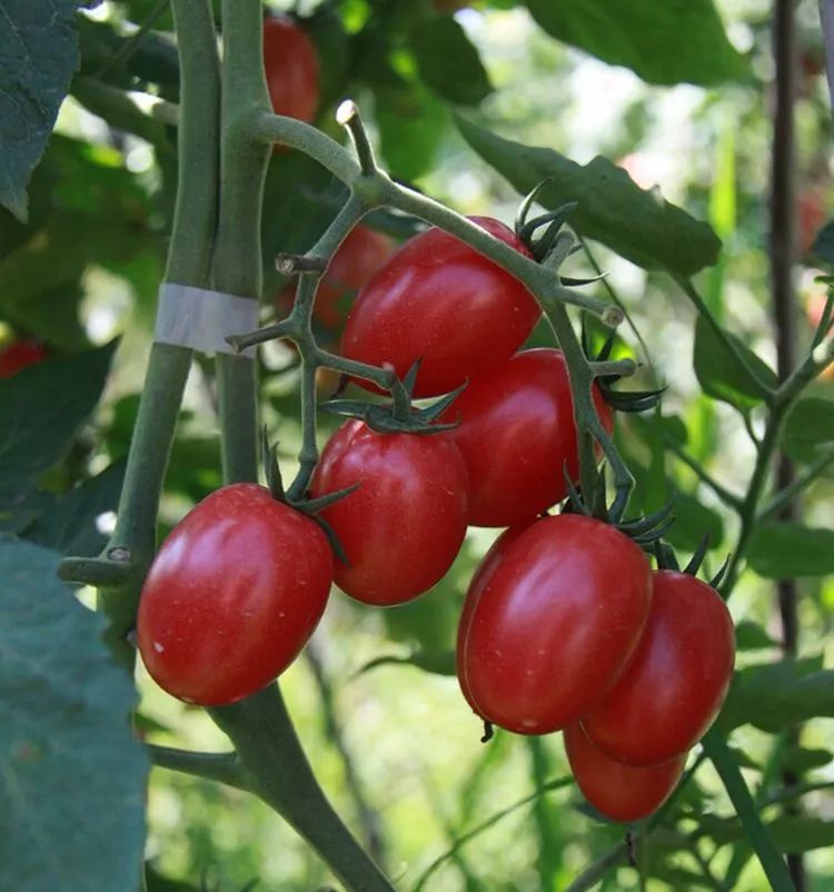PascalOssadnik's tweet photo. Just tried the new organic cherry tomatoes from local farms! Bursting with natural sweetness, super juicy u0026 zero weird aftertaste—perfect for salads or snacking. https://t.co/cfg7YirMp8