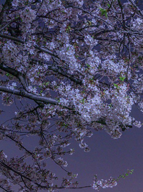_Naturaee's tweet photo. So beautiful https://t.co/gnVgN3k0te
