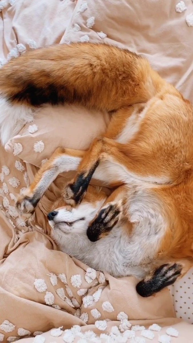 NatureAnimalw's tweet photo. https://t.co/0AyaJSeCoY