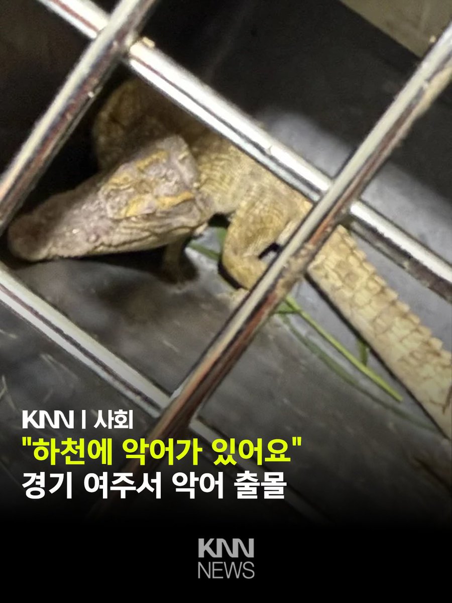 메롱 tweet media
