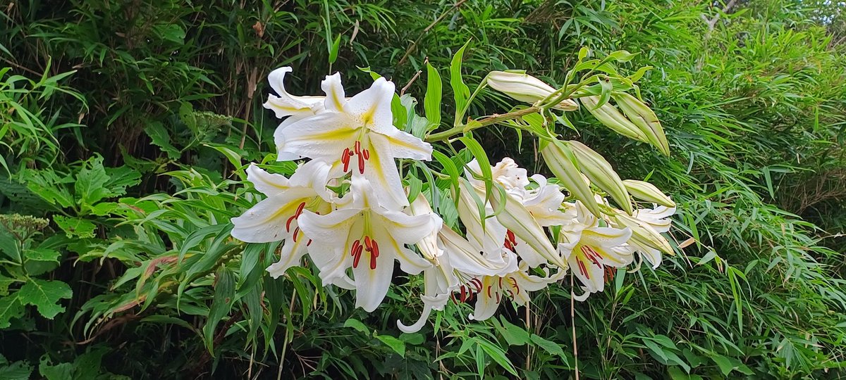 ja_toshima's tweet photo. 『藪からサクユリ』✨
​薄暗い緑の茂みをかき分けた先に、突如として現れる白く巨大な大輪。
世界最大級のユリです。
​この鬱蒼とした藪の中から、これほど神々しい姿と濃厚な香りが放たれているのは、なんだかちょっとミステリアスで圧倒されます。⏳📸
#利島 #サクユリ #ミステリー #フィナーレ https://t.co/aQYZUjMQ9g