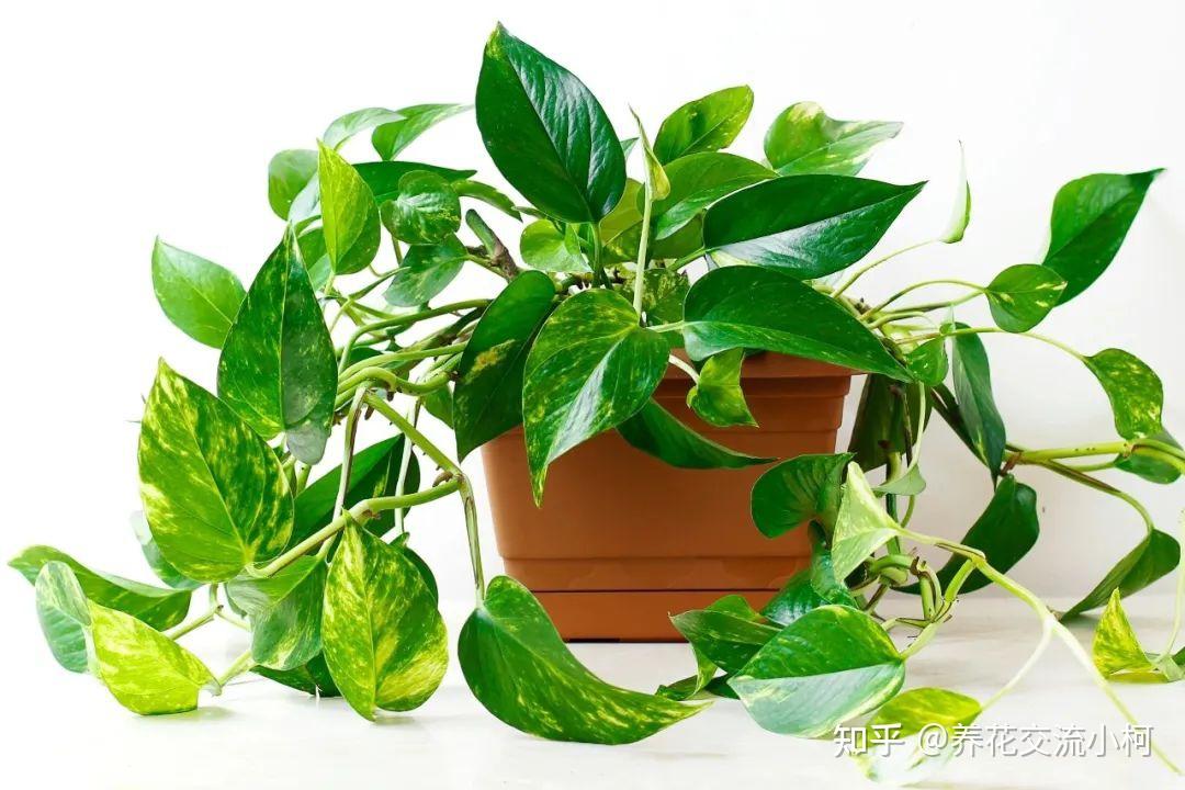 zhGekD2eN6leLvW's tweet photo. Pro tip for your pothos: Let the top 2 inches of soil dry out between waterings—they’ll thrive!  #PlantCareTips https://t.co/kj1eM1cAcf