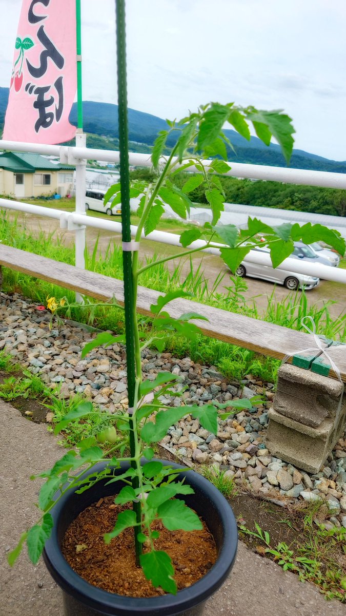 kujira_marimo's tweet photo. さくらんぼ狩りしたら、めちゃでかトマトの苗もらった🌿🌿🌿 https://t.co/HvCaNlGz5A