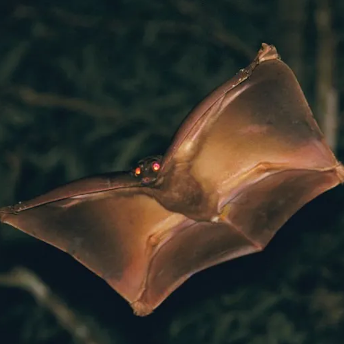 AMAZlNGNATURE's tweet photo. The Sunda flying lemur is one of the world's best gliding mammals

Its enormous skin membrane allows it to glide effortlessly between trees while searching for leaves, flowers, and fruit https://t.co/Enk2xTAxMJ