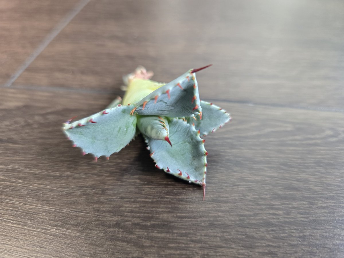 pot_aufeu's tweet photo. ｢詐偽アガベをレビューしたろ｣と買ったら本物だわ、コレ。 https://t.co/YcOD2bRtbw