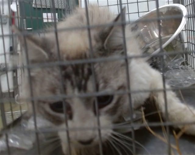 lordi1960's tweet photo. https://t.co/tMf3rjcXGB
❤️PEBBLE -- ID# A847240

Temperament: RESCUE ONLY
🆘🆘🆘
I am an unknown gender gray tabby & white Domestic Mediumhair.

The shelter staff think I am an unknown age.

I have been at the shelter since July 15, 2026.

I will be available for rescue on July 21, 2026.

I am currently at Devore Shelter in San Bernardino County, California.

If you would like more information about this cat,
please visit or call:

Devore Animal Shelter
19777 Shelter Way
Devore, CA 92407
Voice: (909) 386-9820 - press 2