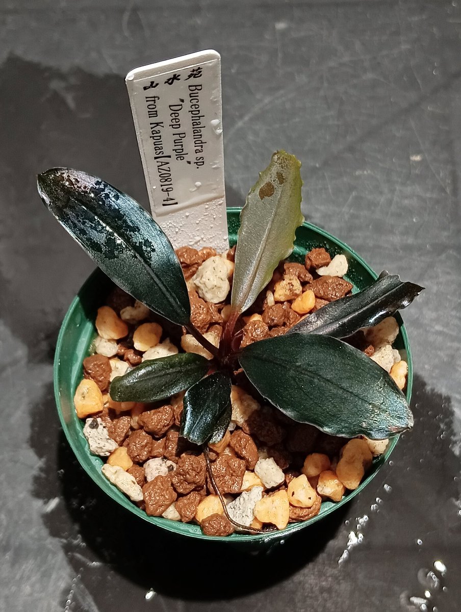 Bucephalandra sp. 