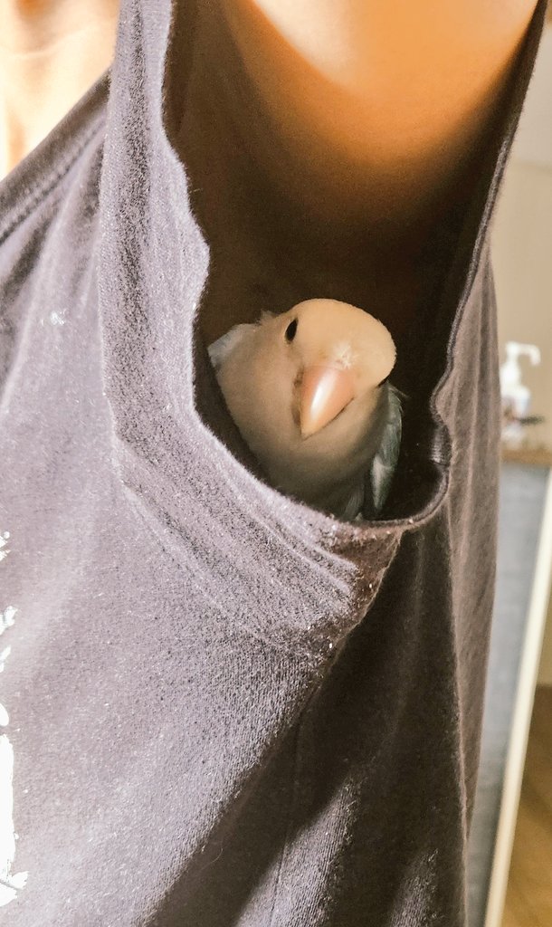 o__Nicky__o's tweet photo. ワキからもクビからもこんにちは！！

 #コザクラインコ
 #息子に潜り込むのがお好きな様子 https://t.co/0U1lr5URLu