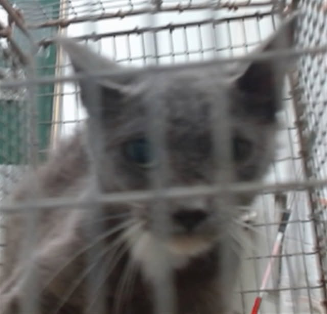 lordi1960's tweet photo. https://t.co/KNKUOLBV0t
❤️STARFISH -- ID# A847239

Temperament: RESCUE ONLY
🆘🆘🆘🆘🆘
I am an unknown gender gray and white Domestic Mediumhair.

The shelter staff think I am an unknown age.

I have been at the shelter since July 15, 2026.

I will be available for rescue on July 20, 2026.

I am currently at Devore Shelter in San Bernardino County, California.

If you would like more information about this cat,
please visit or call:

Devore Animal Shelter
19777 Shelter Way
Devore, CA 92407
Voice: (909) 386-9820 - press 2