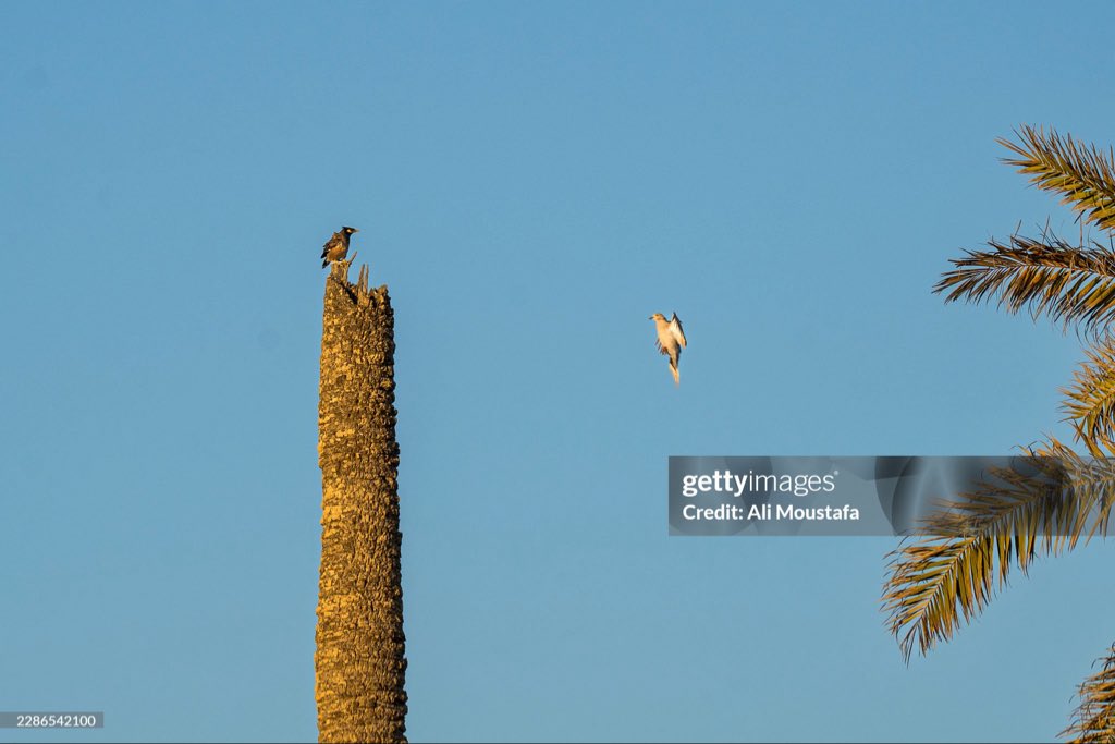 ali_moustafa8's tweet photo. الشيخ زويد، شمال سيناء 
SHEIKH ZUWEID, EGYPT - JULY 17 : A water spring surrounded by palm trees near the shore of Sheikh Zuweid city on the Mediterranean on July 17, 2026 in Sheikh https://t.co/aA4QDDjRKG