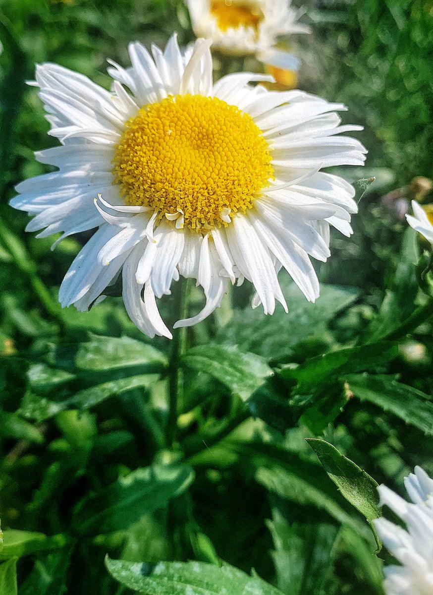 Delweddauimages's tweet photo. Crazy Daisy #summer #flower #daisy #365Project
#photography
#findyourepic
#Welshphotography
#iphone
Visit https://t.co/cxznc6vGBP https://t.co/YIB4lplFbo