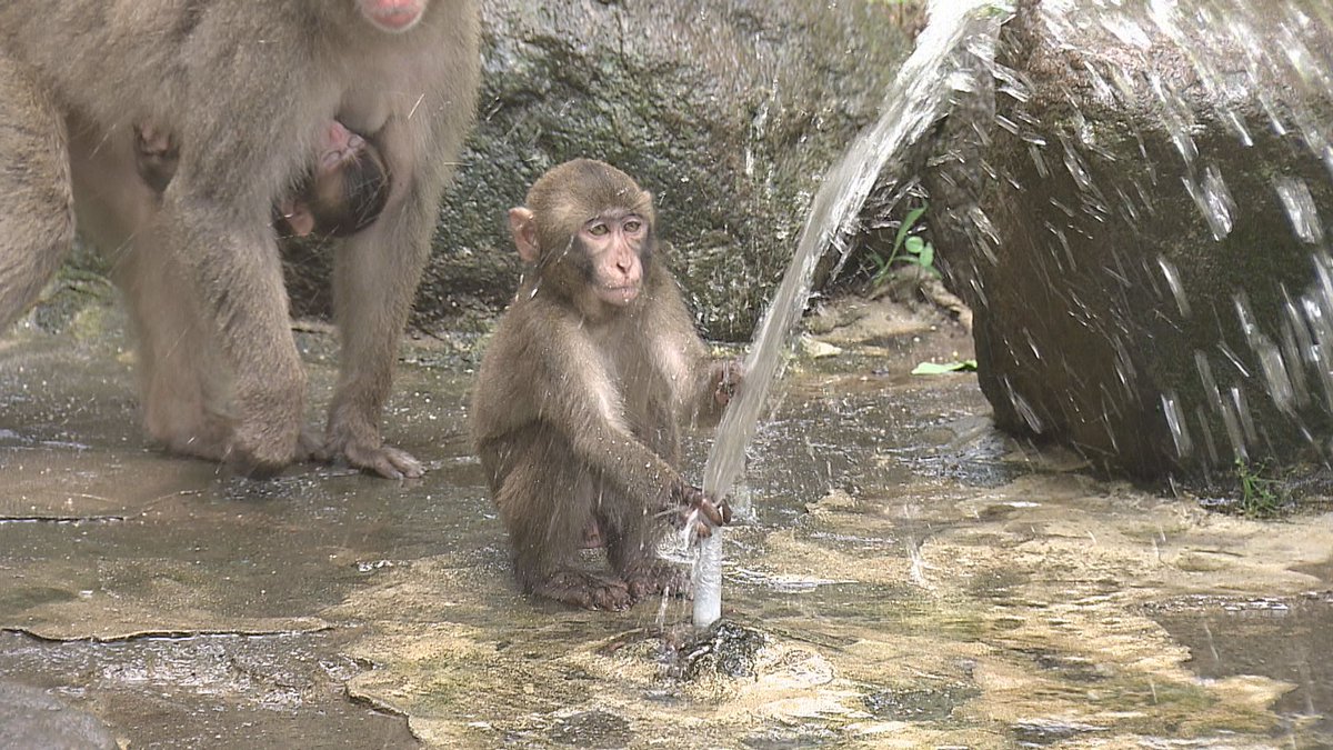 おさるのプール開き 泳いだり 水の中を潜るサルも「涼しそう」大分市