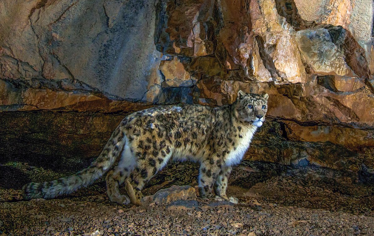 SnowLeopardNet's tweet photo. 🇦🇫 Afghanistan: Country Update in Vol 5 of Snow Leopard Reports!

Est. 213–253 adult snow leopards, anchored in Wakhan National Park. Poaching &amp; infrastructure threaten their future, but community programs offer hope!

Read: https://t.co/32neSiODAX

About: https://t.co/MeFYjwwcYN https://t.co/TaM0UeYZ9E