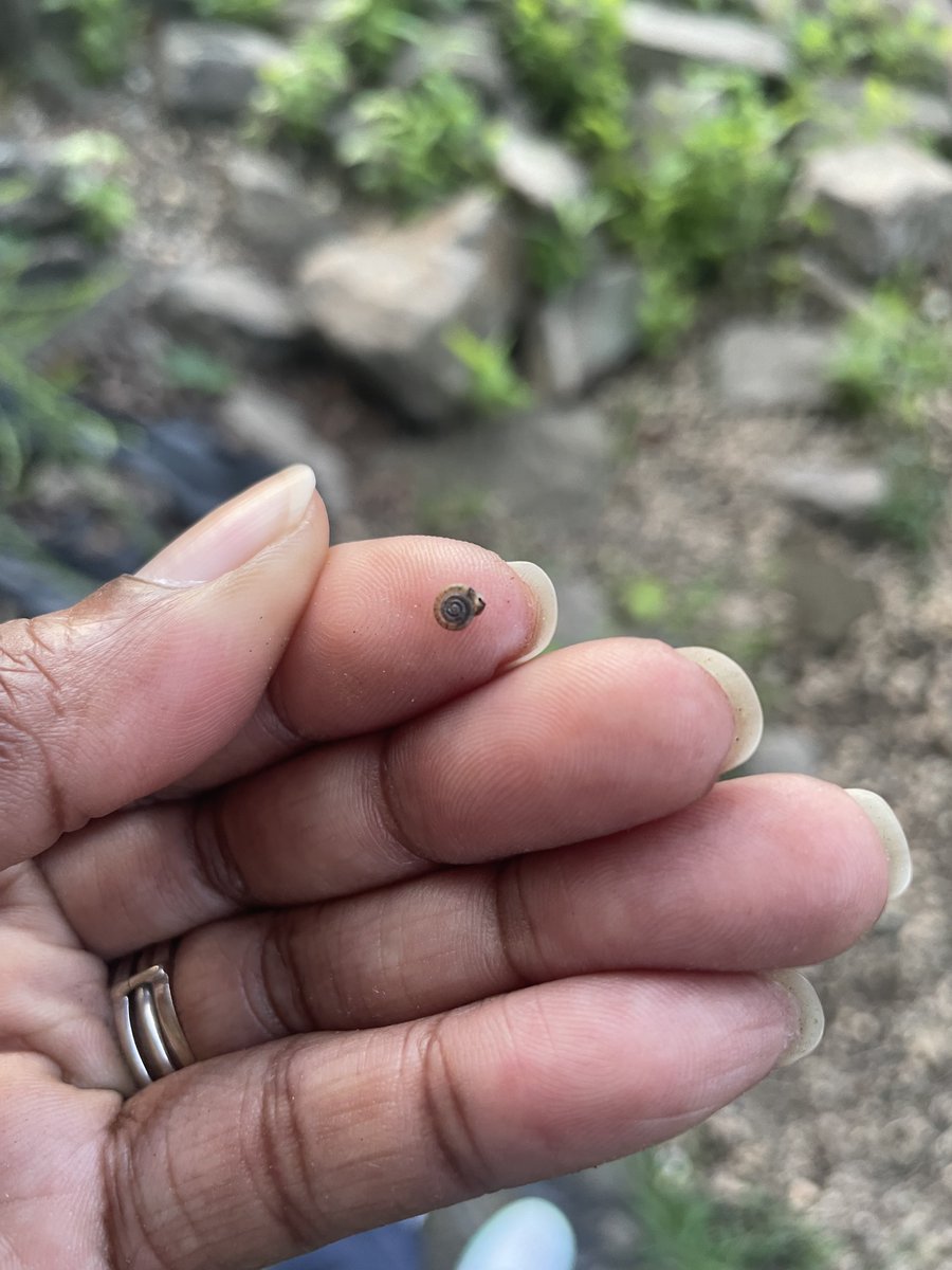 myjam_is_on's tweet photo. ,,,the smallest snail 🐌 I’ve ever seen❣️ #shell #snail #small lol 😂 https://t.co/NyENfkxnX7
