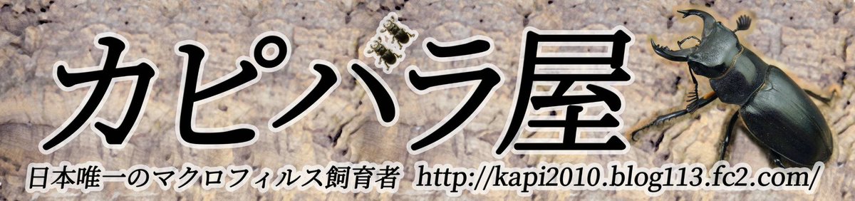 insect_motion's tweet photo. 報告が遅れましたが、

12日はSBにてカピバラさんの出展に協力して参加し、予想以上の沢山のご来場とご購入に感謝！

また運営サイドのランバージャック様にも感謝です。

良い機会にありがとう！

最後に一緒に出展した、Tさん、Mさん、Kさん、Gさん、
お疲れ様でした。
良い経験をありがとう https://t.co/JewiHFukQV