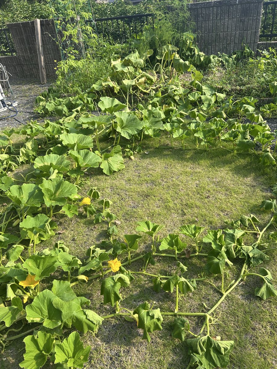 aobantyo's tweet photo. 我が家の小さな菜園を占拠していた南瓜、朝起きたら全て猪に召し上がられてました😭
デザートは成長を楽しみにしていたスイカでした😭
悔しい😭😭😭
#猪 https://t.co/pK4Gusp0Vm