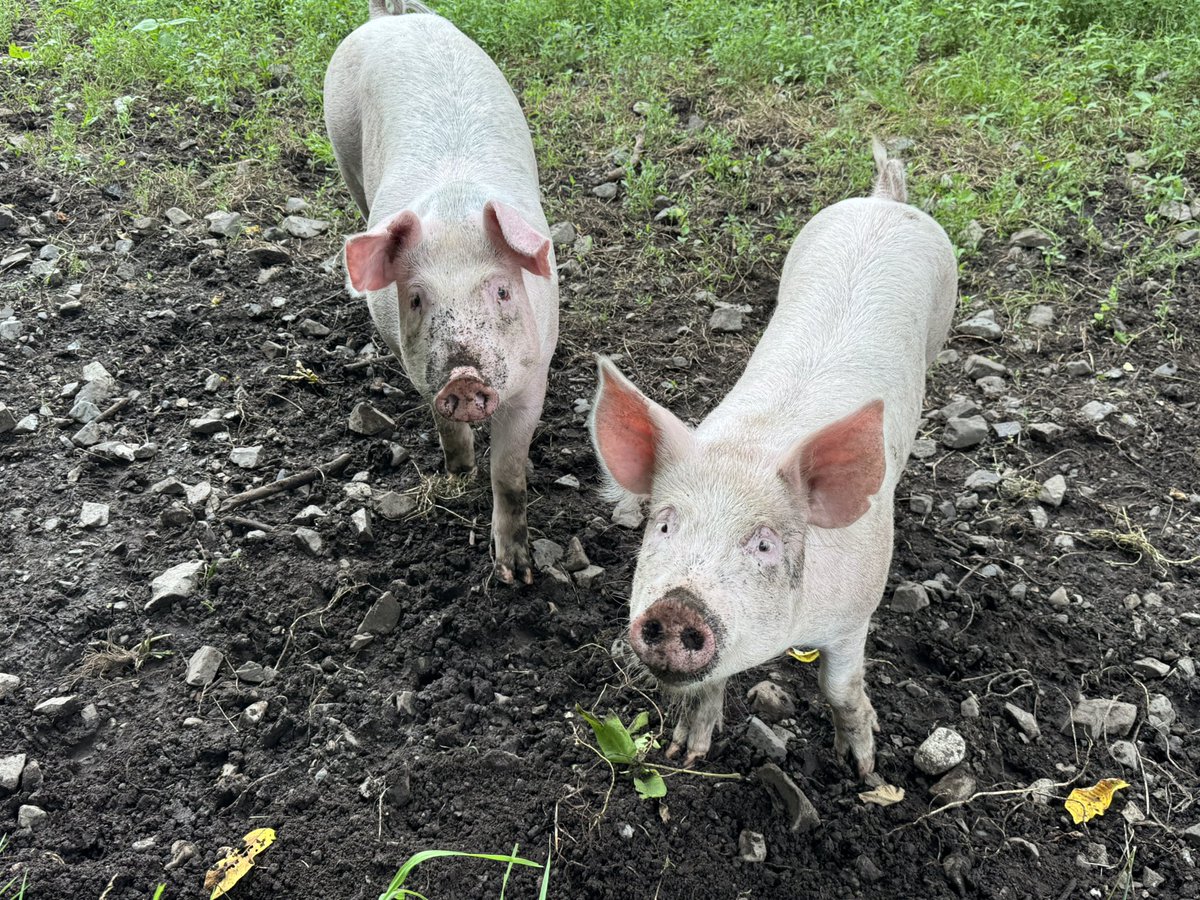 ぶたづーう様　まとめ Post by ゼンキュウファーム on X: 豚さんズ🐷🐷