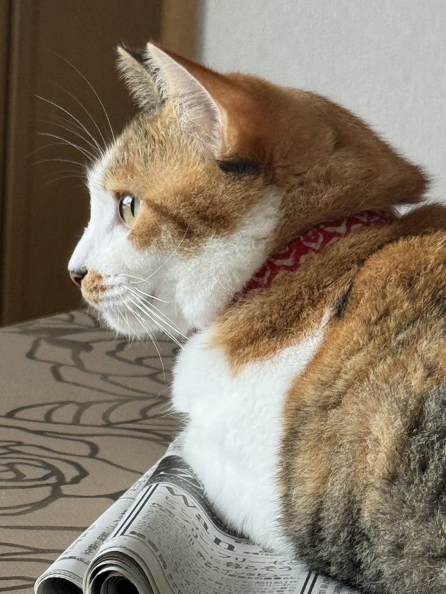 SHiMiChaTHEEND's tweet photo. 実家へ帰省
野良猫から家猫へ
一才らしい https://t.co/i54I3LXd3S