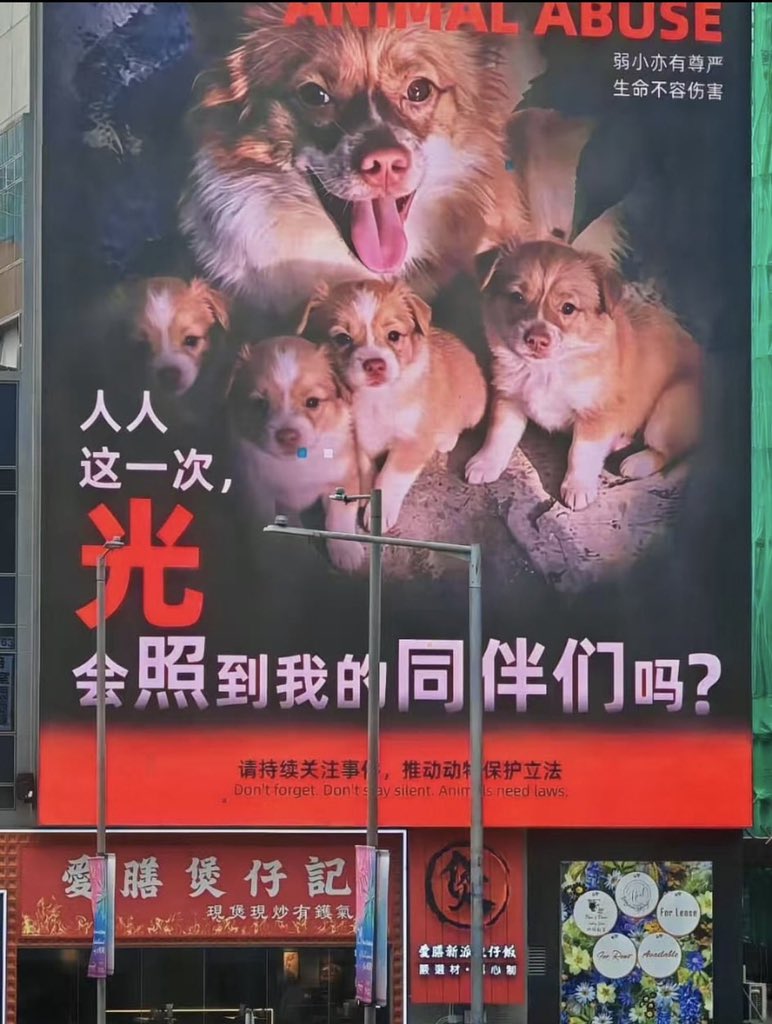 Aurorapuppies's tweet photo. 🐾 Justice for Wangwang
Wangwang, a gentle stray mother dog in Jieyang, Guangdong, had just given birth when she and her puppies were brutally beaten and burned alive. She fought desperately to protect her babies until the end.
Animals can’t speak, but we can. This tragedy must drive change.
Demand stronger animal protection laws, real accountability, and kindness. Adopt, don’t shop. Stand against cruelty.
Rest in peace, Wangwang. Your story will not be forgotten. ❤️@ElonMusk
