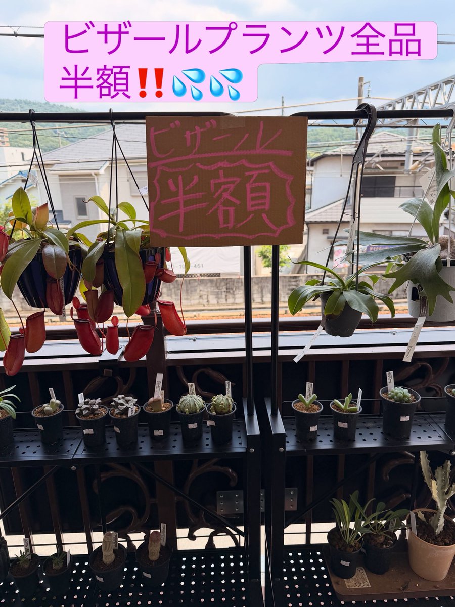 REPTERRACEh07's tweet photo. 元気に営業しています💪
なんと‼️
この三連休はビザールプランツが全品半額💦
掘り出しものが見つかるかも👀
ご来店お待ちしております。
もちろん爬虫類も大特価継続中🦎 https://t.co/4VvOfNGXHx