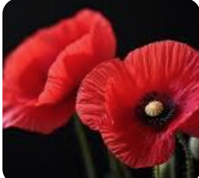 pettore's tweet photo. Lost his life this day 18th.July 1940.

PO. Peter Litchfield.
One of THE FEW.
https://t.co/P6izFb9R4i

He was shot down over the Channel in his Spitfire.
He’d previously been seen chasing an Me109 into cloud.

He was never found.
Age 25. https://t.co/tsl5IJWsTm