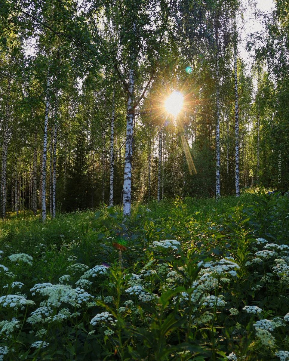 worldclick56's tweet photo. Morning Light 🍃☀️ https://t.co/uUbpXQsCYJ