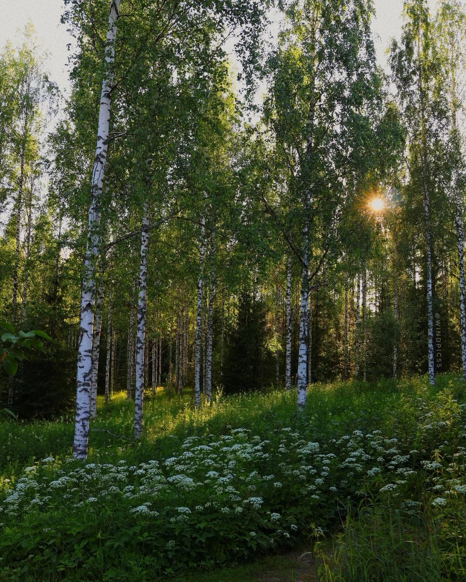 worldclick56's tweet photo. Morning Light 🍃☀️ https://t.co/uUbpXQsCYJ