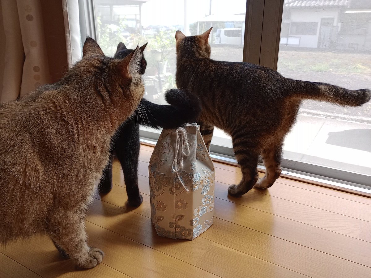 Mimi_FFXIV_'s tweet photo. 本当にお久しぶり青空の週末だからみんなでニャルソック。親がわりのじじ猫がいなくなってからというもの、残された子たちがひどく甘えんぼになったり荒ぶるようになったり。こぼれるのは涙とため息ばかり...。 https://t.co/7uovziH1y0