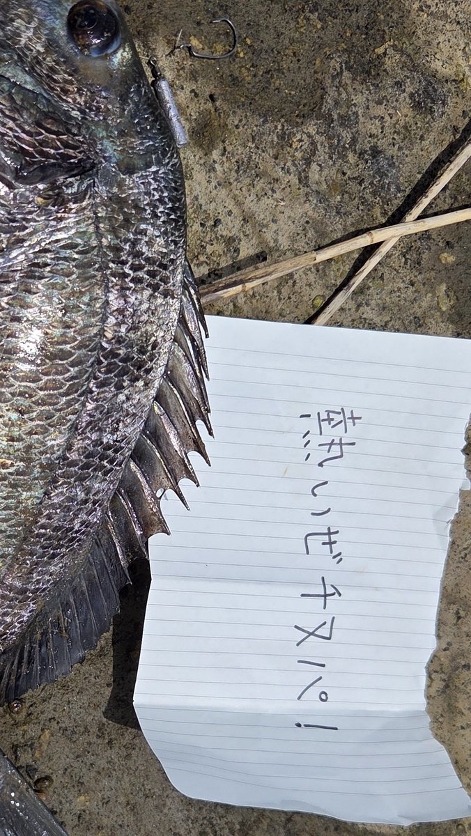 CHRDrivefishing's tweet photo. 明日の仕事は休めることになって急遽パーティーに参戦！
#チニングパーティー https://t.co/GMST57Cwk5