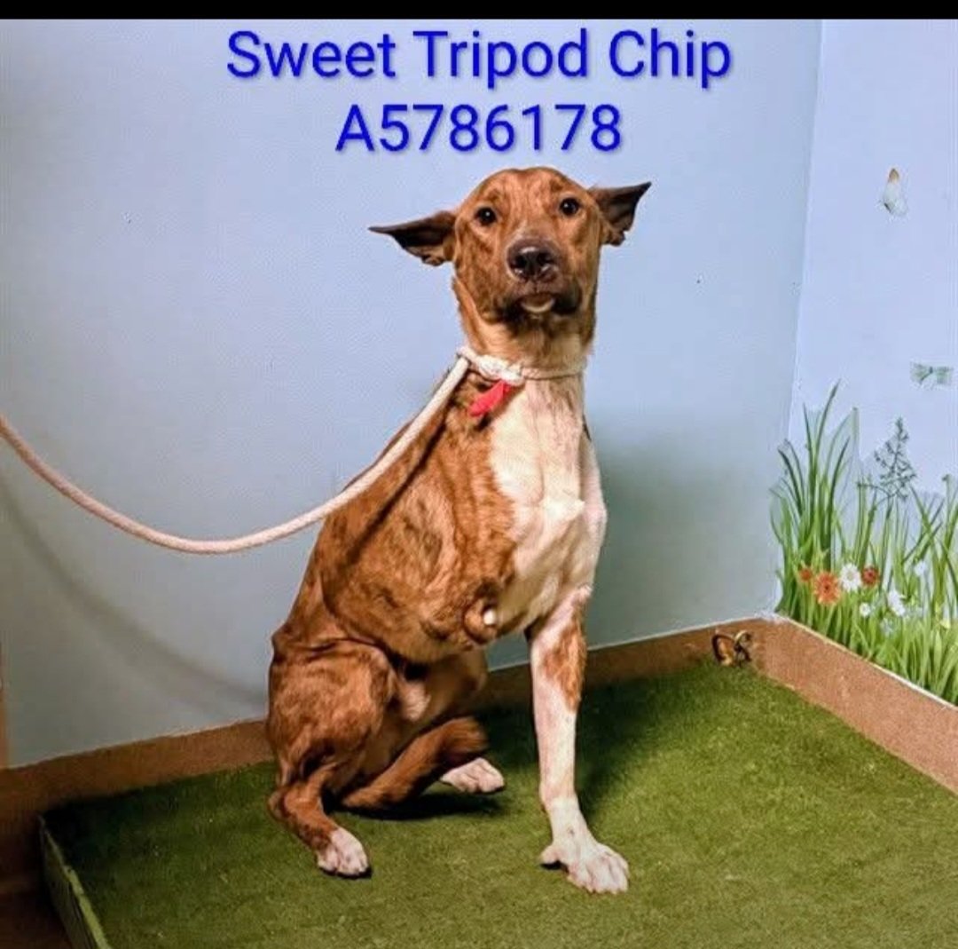 mapleveewesem's tweet photo. ๐๏ธ๐๐๏ธ Another Tri-pawd at a Los Angeles County ACC - CHIP is at Palmdale - the County shelter that ๐ the quickest ๐ฑ He's just 2 yo & 40 lbs. Adoption fees waived. Info ๐ฝ
#A5786178 https://t.co/8NPLD8268F
