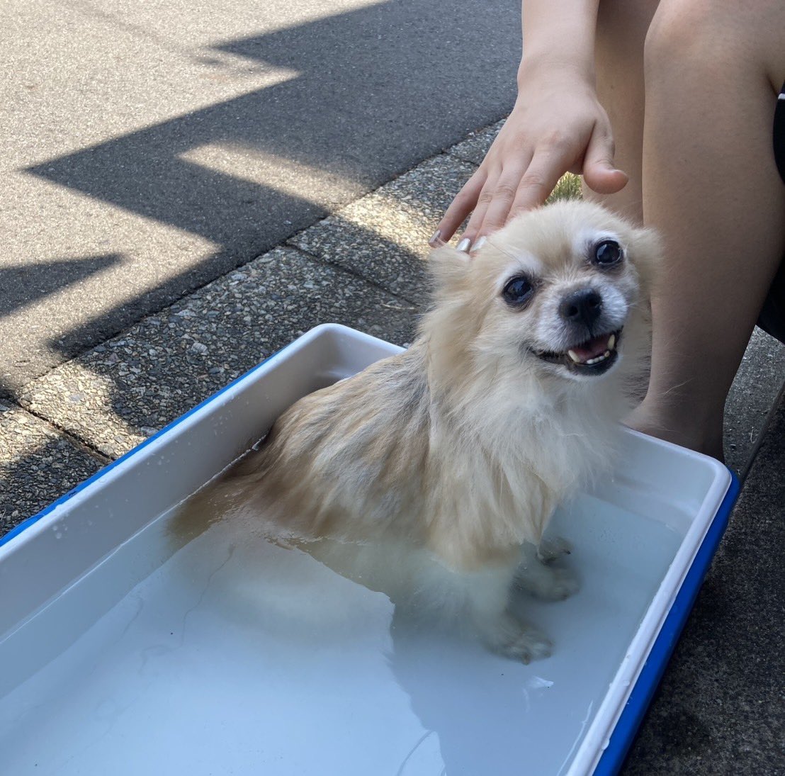 toaca_'s tweet photo. 水浴び犬 https://t.co/HbCjg8E591