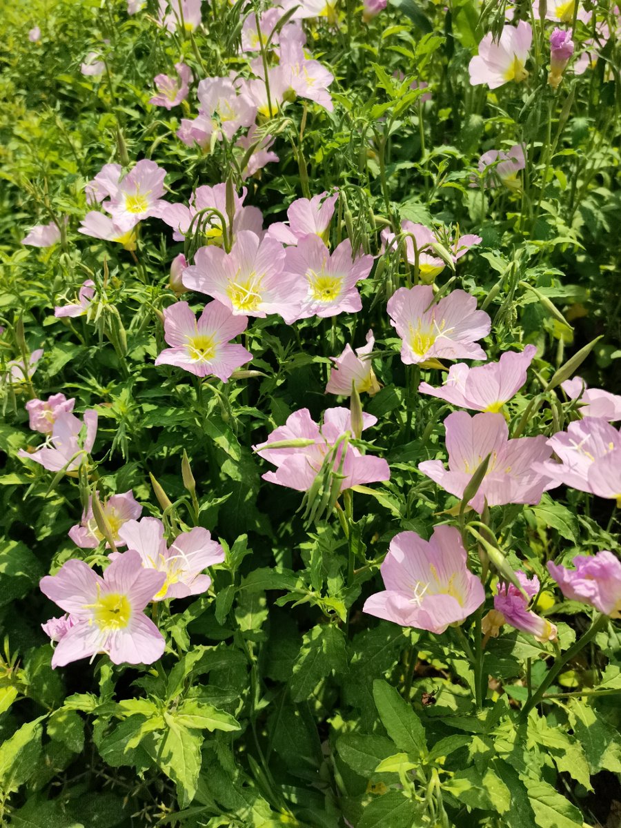 Cspg5It's tweet photo. Growth isn’t about becoming someone new—it’s about unlearning the parts that kept you small, and finally letting the real you bloom. Small steps today, light years ahead tomorrow. https://t.co/jETmh6OfmL