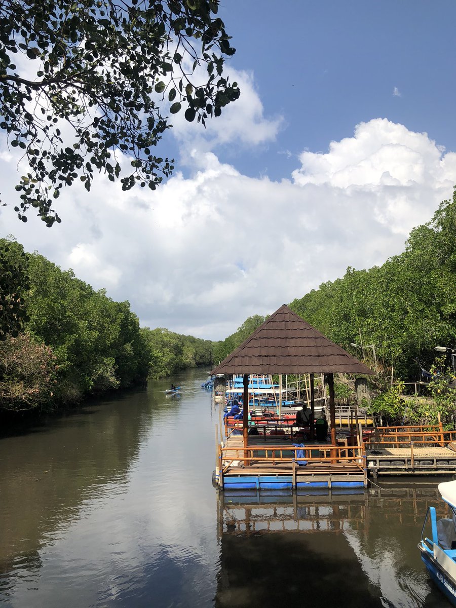 monavidiaa's tweet photo. back to nature 🍃 enak banget ternyata nongkrong (plus baca) di mangrove (aslinya sambil nungguin bapak-anak kelar canoeing) https://t.co/1fUhIj7tu0