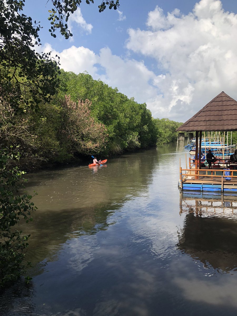 monavidiaa's tweet photo. back to nature 🍃 enak banget ternyata nongkrong (plus baca) di mangrove (aslinya sambil nungguin bapak-anak kelar canoeing) https://t.co/1fUhIj7tu0
