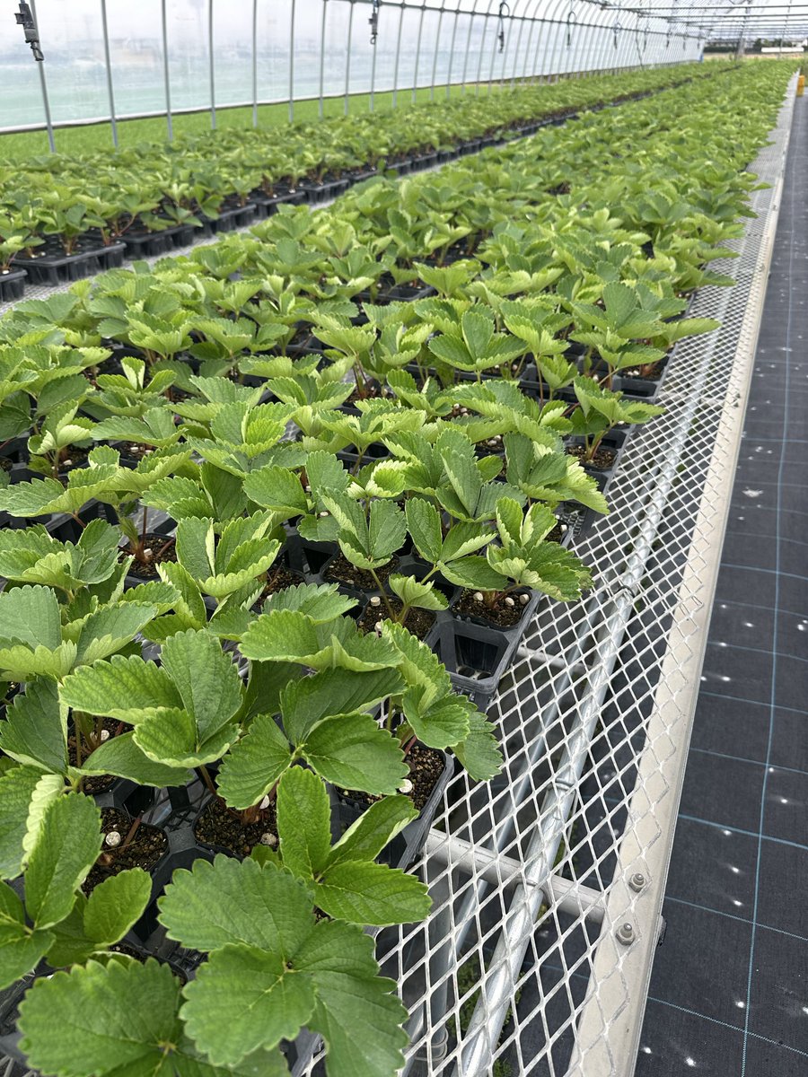 impala1963_0707's tweet photo. 育苗🌱
今年は花芽誘導よりも花芽が入りやすい体作りを意識
引き締まりはじめてきた！ https://t.co/pb1xDMAcvM