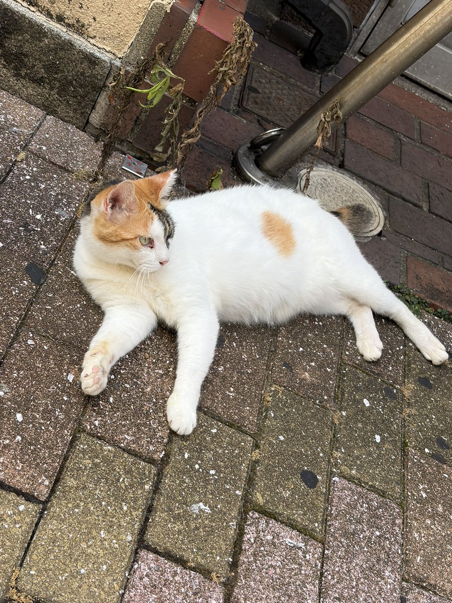 steph_trpg's tweet photo. かわいい https://t.co/lSy8qOZabP