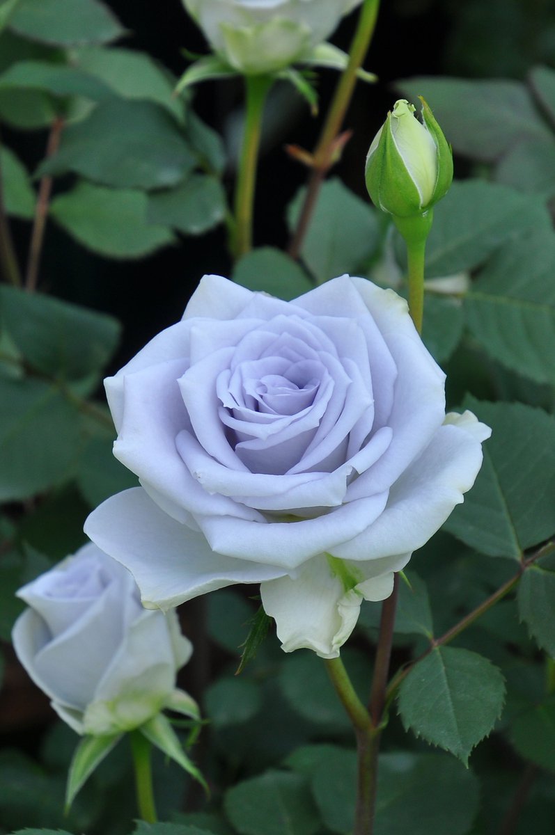 rosa_orientis's tweet photo. ブルーグラビティ Blue gravity

美しい青藤色の花色に丸弁高芯咲きの中輪花 耐病性も兼ね備えながらも今もっとも青に近いバラのひとつ

【公式本店】https://t.co/LHygoeyrzG
【楽天店】https://t.co/ImrSaTb7Cc
【Yahoo!店】https://t.co/FnF755QzK6 https://t.co/54qUYJQIkQ