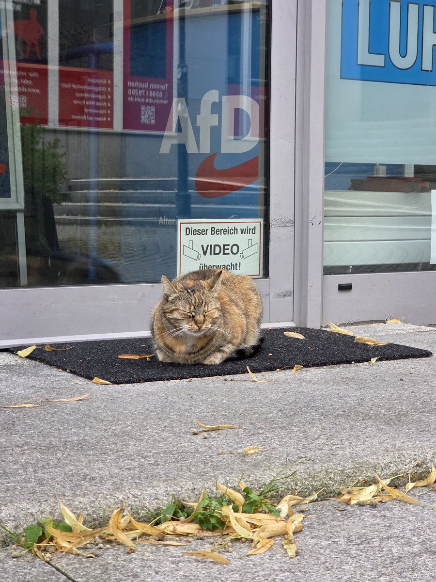 dieselholics's tweet photo. AfD Katze in da Hood. 🤣 #afd #katze https://t.co/ZGmmsUBUiA