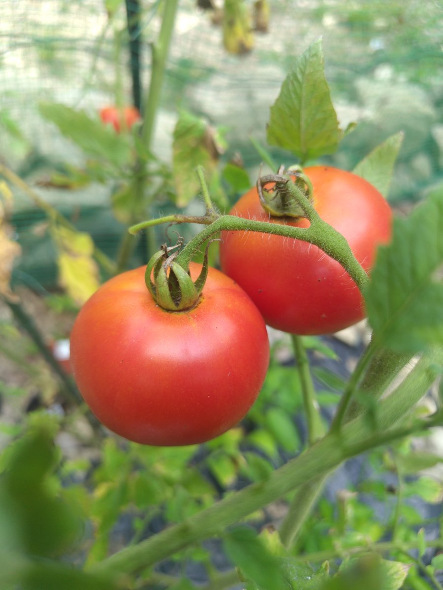 CITYCAT38's tweet photo. 本日もいっぱいトマト🍅収穫☺️💕
いっただきま～す🎵
#プライベートキャンプ
#キャンプ仲間募集中
#焚き火
#自給自足
#City_Catsプライベートキャンプラボ https://t.co/0aquThUG71