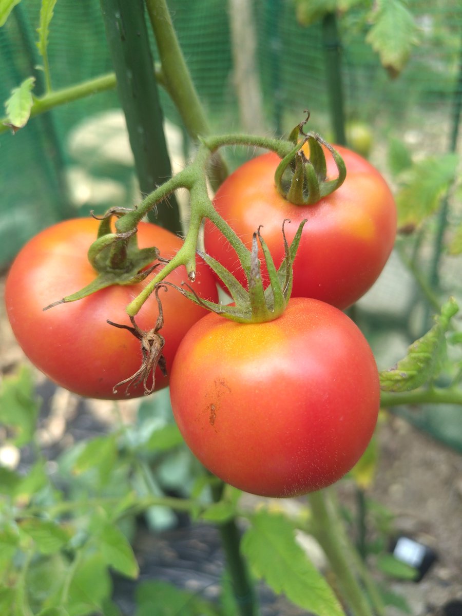 CITYCAT38's tweet photo. 本日もいっぱいトマト🍅収穫☺️💕
いっただきま～す🎵
#プライベートキャンプ
#キャンプ仲間募集中
#焚き火
#自給自足
#City_Catsプライベートキャンプラボ https://t.co/0aquThUG71