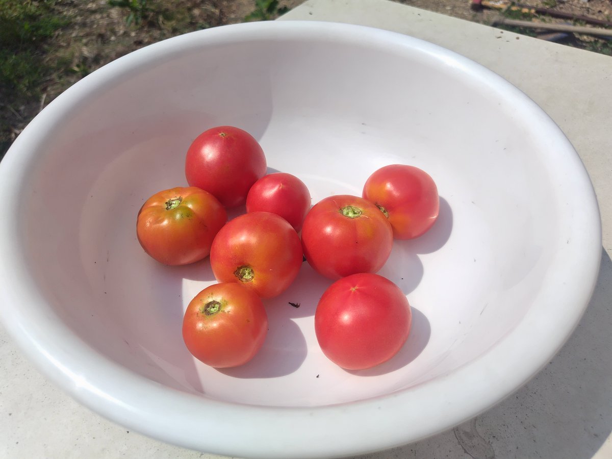 CITYCAT38's tweet photo. 本日もいっぱいトマト🍅収穫☺️💕
いっただきま～す🎵
#プライベートキャンプ
#キャンプ仲間募集中
#焚き火
#自給自足
#City_Catsプライベートキャンプラボ https://t.co/0aquThUG71