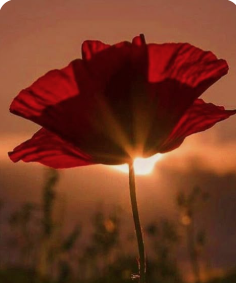 pettore's tweet photo. Lost his life this day 18th.July 1940.

Sgt. Ronald Yeaman Tucker.
One of THE FEW.
https://t.co/znVID0zQcJ
He was a member of the crew of Blenheim which failed to return from a convoy patrol in poor weather off East Anglia

18 years old. No photo. No Grave. https://t.co/gV73bIailK