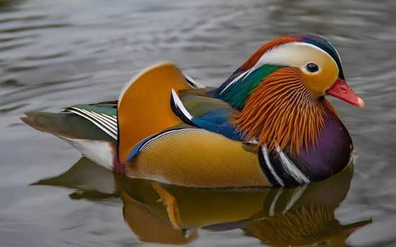 OpenXhi89082's tweet photo. مینڈرین بطخ (Mandarin Duck)
مینڈرین بطخ دنیا کی خوبصورت ترین بطخوں میں شمار کی جاتی ہے۔ 
یہ بطخ زیادہ تر مشرقی ایشیا، خصوصاً چین، جاپان، کوریا اور روس کے بعض علاقوں میں پائی جاتی ہے، اور جھیلوں، تالابوں اور آہستہ ب��نے والے دریاؤں کے کناروں پر رہنا پسند کرتی ہے۔ https://t.co/ahHiXq2OQv