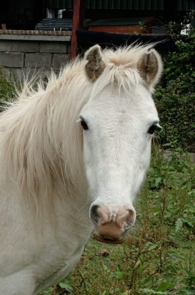 HorseSenseW's tweet photo. Good morning from our lovely Blodwyn 😍 https://t.co/rXKM5GZ9zE