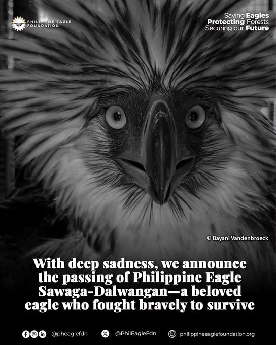 ABSCBNNews's tweet photo. FLY HIGH, SAWAGA-DALWANGAN!

UPDATE: The Philippine Eagle Foundation (PEF) announced the death of Sawaga-Dalwangan on Saturday afternoon while the eagle was undergoing rehabilitation at the Philippine Eagle Center in Davao City.

The raptor was recently rescued from a mountainous area in Bukidnon after it was reportedly attacked by a troop of monkeys. | via @HernelTocmo