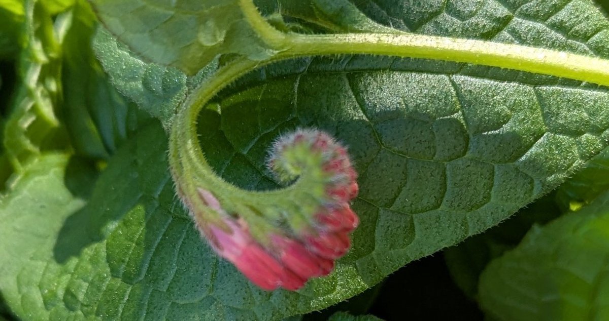 FritillaryLilly's tweet photo. Comfrey #UKFlowers #UKFlora #Wildflowerhour #TwitterNatureCommunity #wildflowers #BeautifulEngland #BeautifulBritain https://t.co/TDVthWyCro