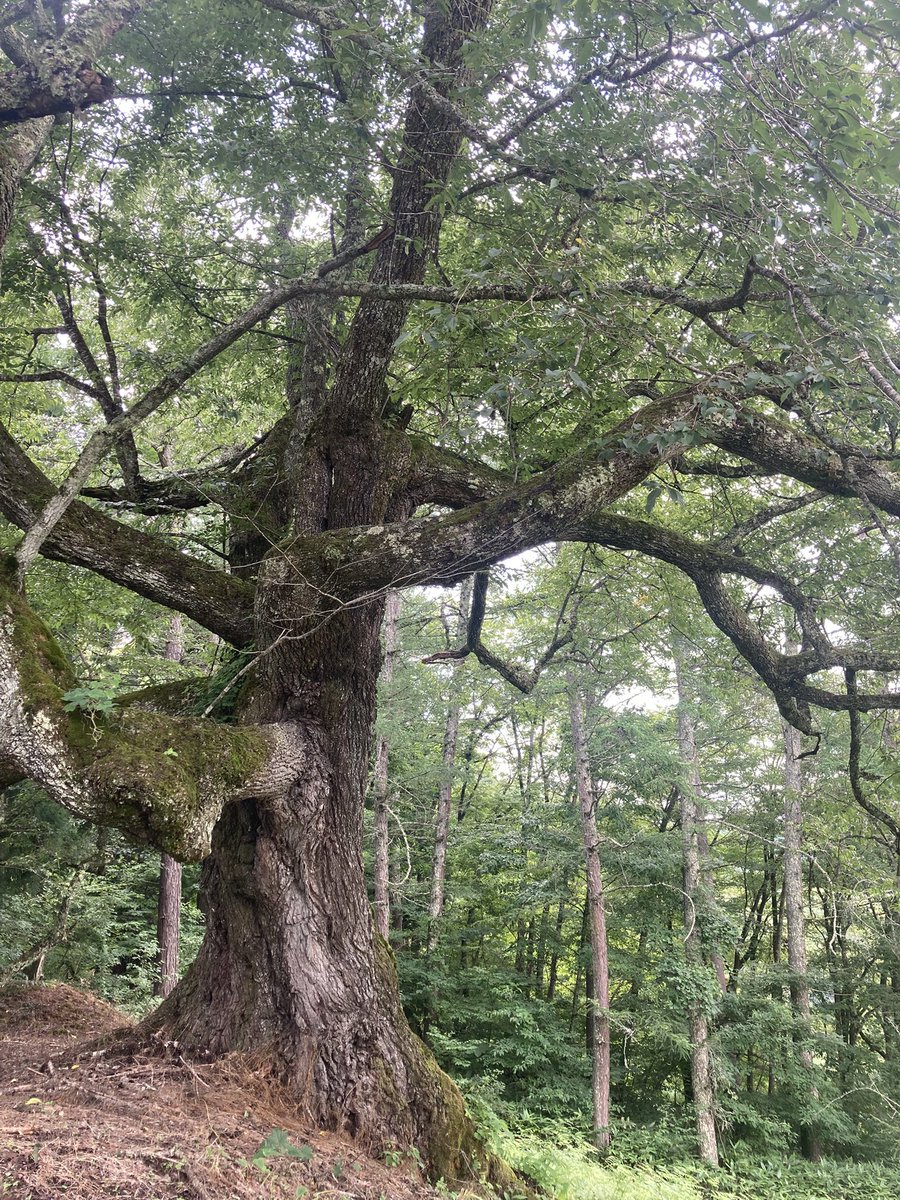 09mi01no's tweet photo. 静かな山間に響く蝉の声
真夏の桜は緑が目に鮮やかです
🌳✨ https://t.co/AfvddYJ65p